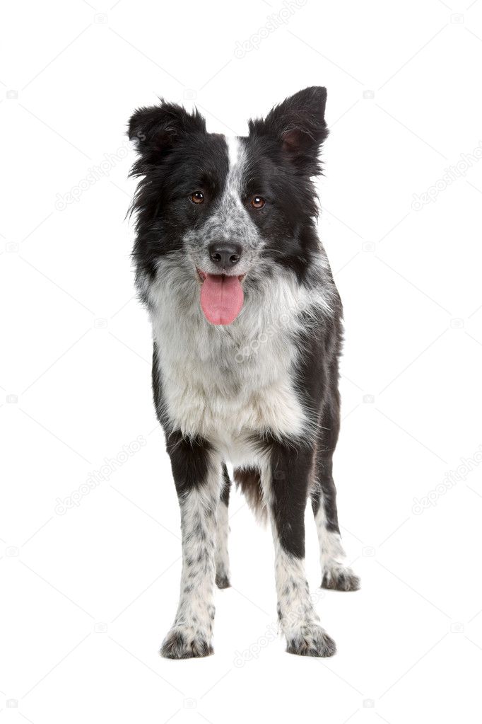 Border Collie dog