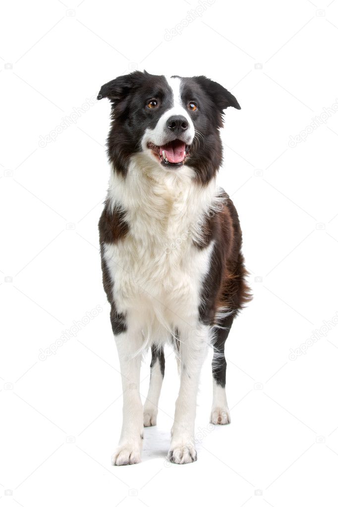 Border Collie Breed in front of a white background