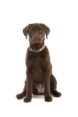 Chocolate labrador retriever dog clipart