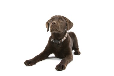 Chocolate labrador retriever dog clipart