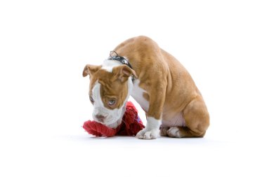 köpek yavrusu boxer