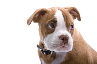 Puppies boxer clipart