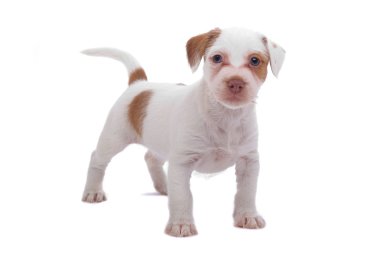 Jack russell terrier pupy