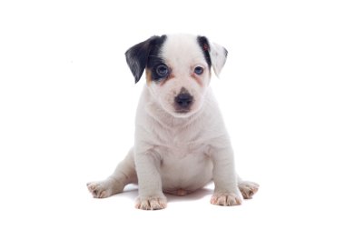 Jack russell terrier pupy