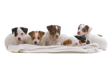 Group of jack russel terrier puppies