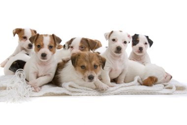 Group of jack russel terrier puppies