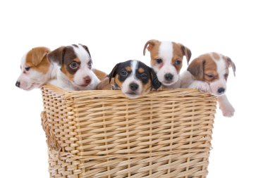 Group of jack russel terrier puppies