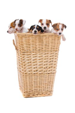 Group of jack russel terrier puppies