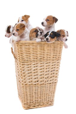 Group of jack russel terrier puppies