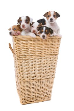 Group of jack russel terrier puppies