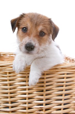 Jack russell terrier pupy clipart