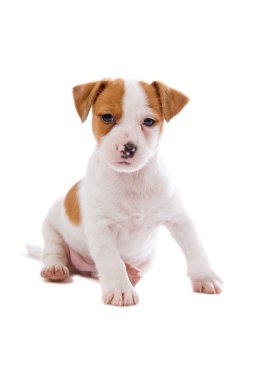 Jack russell terrier pupy