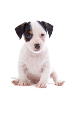 Jack russell terrier pupy