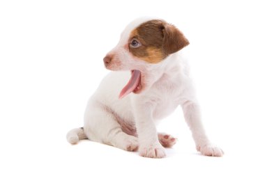 Jack russell terrier pupy clipart