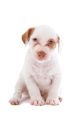 Jack russell terrier pupy