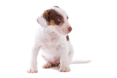 Jack russell terrier pupy