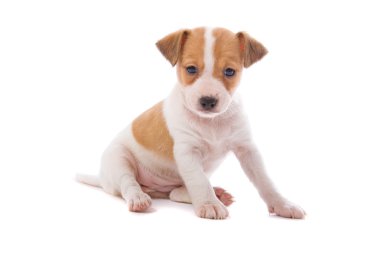 Jack russell terrier pupy