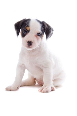 Jack russell terrier pupy