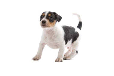 Jack russell terrier pupy