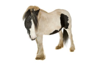 Beautiful horse clipart