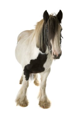 Beautiful horse clipart