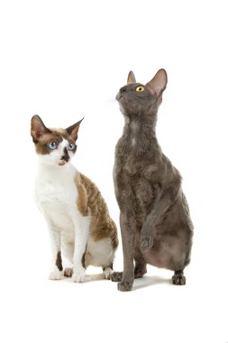 iki cornish rex kedi