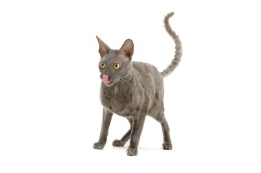 Cornish Rex kedisi