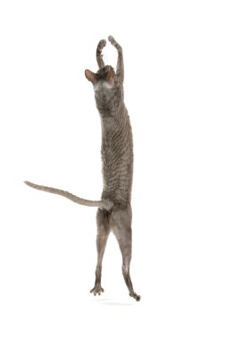 Cornish rex cat clipart