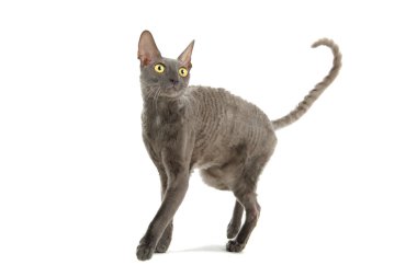 Cornish Rex kedisi