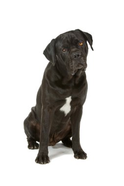 Cane corso