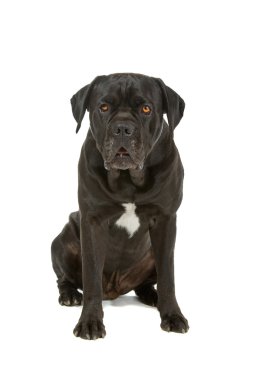 Cane corso