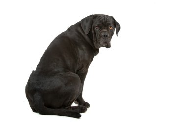 Cane corso clipart