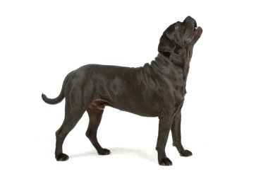 Cane corso