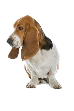 English basset dog (hound) clipart