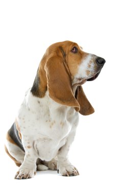 İngilizce basset köpek (tazı)