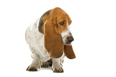 English basset dog (hound) clipart