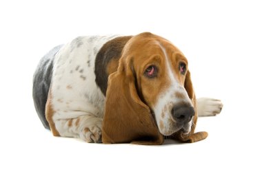 İngilizce basset köpek (tazı)