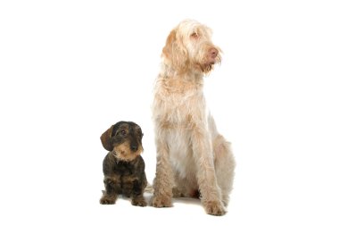Two cute dogs clipart