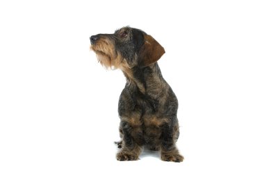 Wire-haired dachshund dog clipart