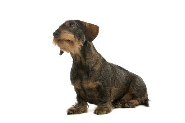 Wire-haired dachshund dog clipart