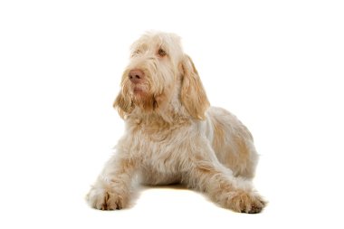 spinone Italiano, İtalyan pointer köpek