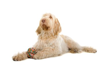 Spinone italiano, italian pointer dog clipart