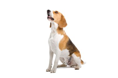 Beagle köpek