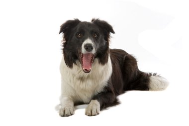 sınır collie köpek