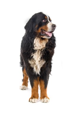 Bernese dağ köpeği (nın sennenhund)