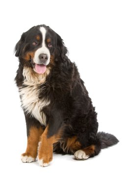 Bernese mountain dog (berner sennenhund) clipart