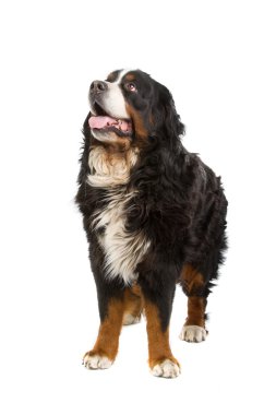 Bernese mountain dog (berner sennenhund) clipart