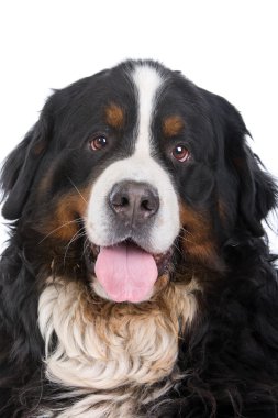 Bernese dağ köpeği (nın sennenhund)