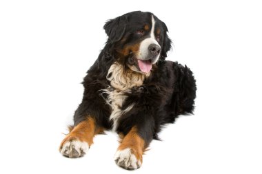 Bernese mountain dog (berner sennenhund) clipart