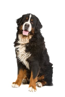 Bernese dağ köpeği (nın sennenhund)